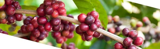 Roastika - Premium Green Coffee Bean - Kenya Plus AA - 20lb - single Origin - Unroasted Coffee Bean