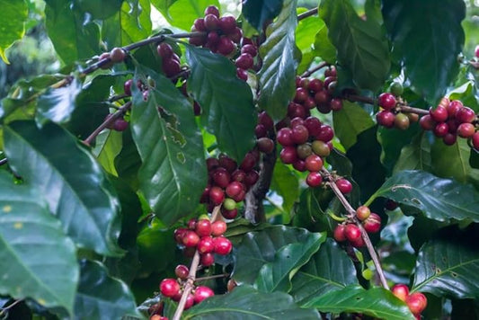 5-pound Nicaragua (Unroasted Green Coffee Beans) premium Arabica beans grown Central America fresh current-crop beans for home coffee roasters, specialty-grade coffee beans, includes a free burlap bag