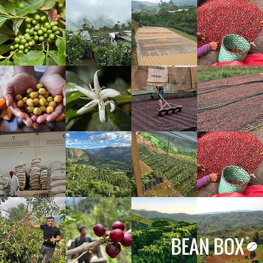 Bean Box Coffee Sampler - Dark Roast, 2-Pack, Freshly Ground, Gourmet Coffee