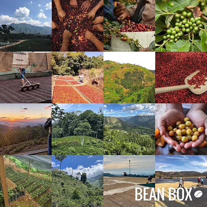 Righteous Espresso Blend - Certified Fairtrade, Organic - Roasted by Gimme! Coffee - Whole Bean Coffee - 6 Ounce Bag