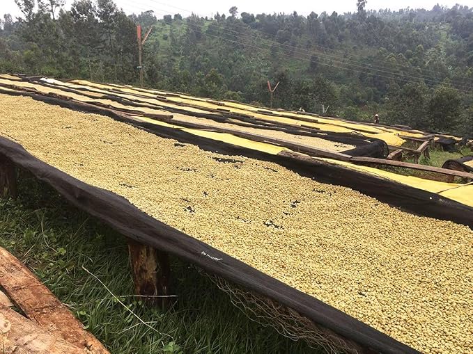 Premium Kenya AA Unroasted Specialty Green Coffee Beans - Single Origin 100% Arabica - Bulk Wholesale Pricing (10 Pound Bag /4.5kg)