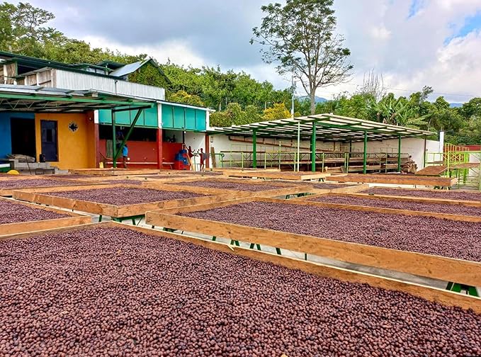 Guatemala Unroasted Natural Specialty Green Coffee Beans - Single Origin 100% Arabica - Bulk Wholesale Pricing (66 Pound Bag /30kg)