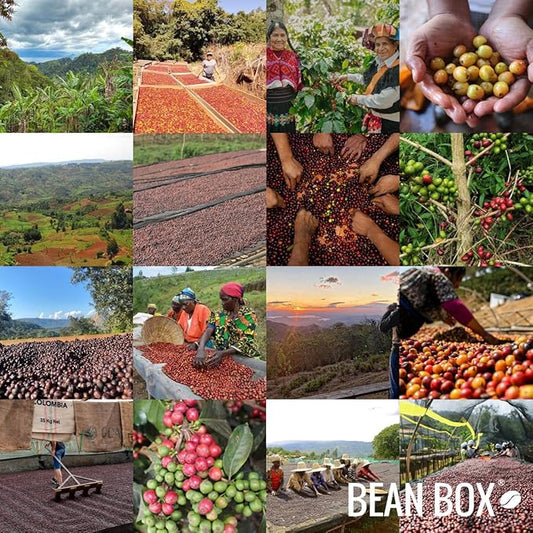 Bean Box Coffee Sampler - Curator's Choice, 2-Pack, Whole Bean, Gourmet Coffee