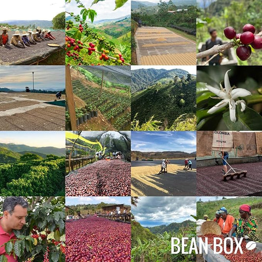 Bean Box Coffee Sampler - Light Roast, 2-Pack, Freshly Ground, Gourmet Coffee