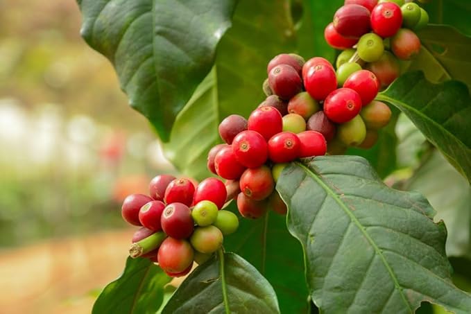 5-Pound Guatemala Antigua, Unroasted Green Arabica Coffee Beans, Fresh Current Crop Specialty Grade, Roast the Beans Yourself at Home on Your Roasting Equipment Prior to Using for Brewing Coffee