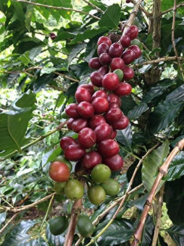 Good Times Coffee Company Colombian Huila Ethiopian Yirgacheffe Costa Rican Tarrazu Green Unroasted Coffee Beans, 3 Pound Variety