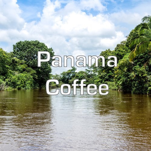 Panama Coffee, Boquete Region, Whole Bean, Fresh Roasted, 16-ounce