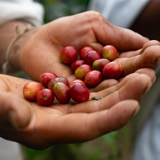The Younger Brothers Trading Co. Kogi Coffee | Indigenous Wild Grown Whole Bean | Ethically Sourced Single Origin Colombian Coffee | Kogi Espresso Roast (12 Ounce (Pack of 5)