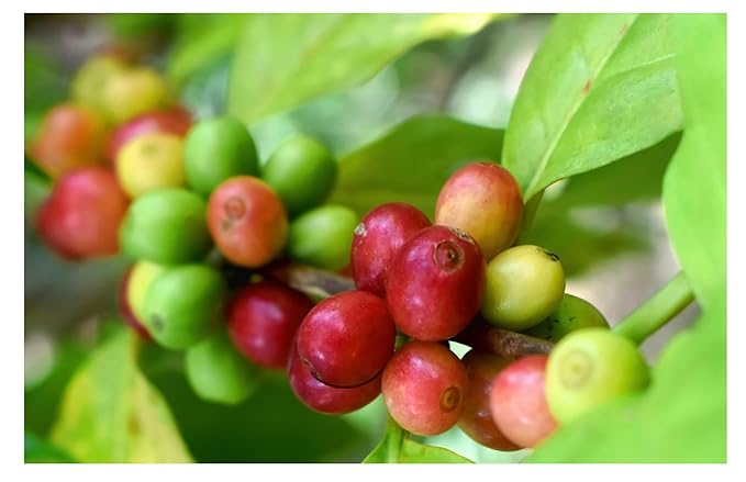 Roastika - Premium Green Coffee Bean - Unroasted - 5lb Single Origin from Brazil Cerrado