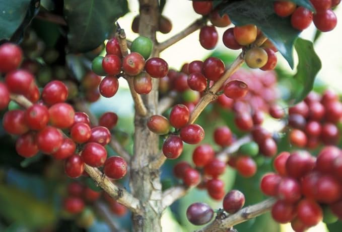 5-pound Guatemala Huehuetenango (Unroasted Green Coffee Beans) premium Arabica Central America fresh current-crop beans for home coffee roasters specialty-grade coffee beans includes a free burlap bag