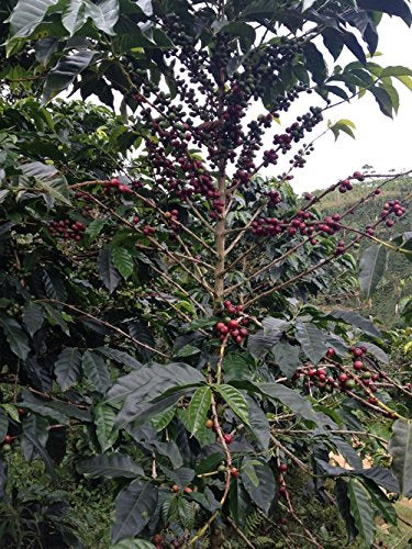 Good Times Coffee Company Green Unroasted Coffee Beans, Colombian Huila (1 Pound)