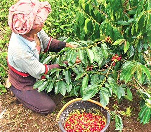 Good Times Coffee Company Indonesia Sumatra Green Unroasted Coffee Beans, 16 Ounce