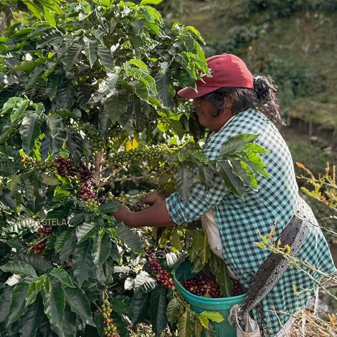 Coffee Adventures Green Unroasted Coffee Beans From Peru - Finca Santa Estela Single Estate Blend - Caturra, Catuaí, Catimor, Typica, Bourbon Blend - Direct Trade Green Coffee Beans for Coffee Roaster | 2.2 lb (1 kg)