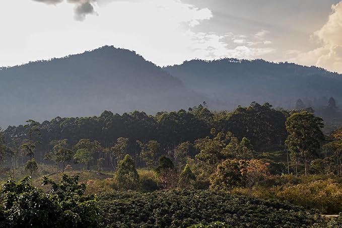 Coffee Adventures Green Unroasted Coffee Beans From Peru - Finca Santa Estela Single Estate Blend - Caturra, Catuaí, Catimor, Typica, Bourbon Blend - Direct Trade Green Coffee Beans for Coffee Roaster | 2.2 lb (1 kg)