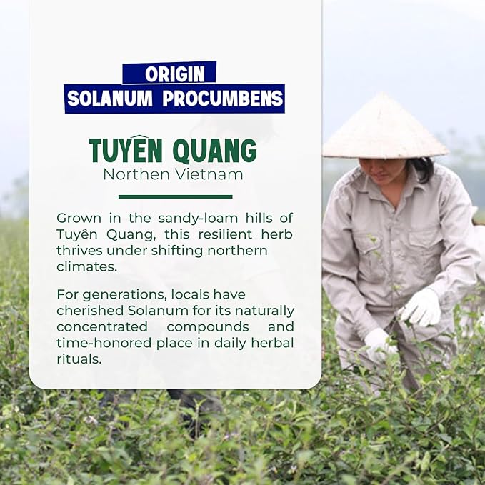 VieTreasures 100% Solanum Procumbens Tea, 40 Tea Bags | Solanum & Celastrus Blend | Caffeine-free, Gluten-free, Sugar-free | Herbal Cleanse Tea for Relax, Energy & Inner Health Support, 2.8oz