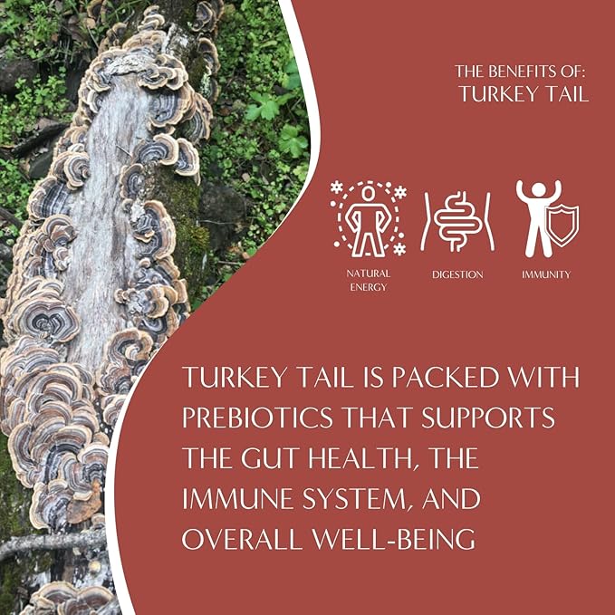 Teeccino Turkey Tail Astragalus Coffee Alternative, 5 Lb Bag - Toasted Maple - Adaptogenic Herbal Mushroom Coffee, Medium Roast, Caffeine Free, Prebiotic, Acid Free, All-Purpose Grind - 5 lb