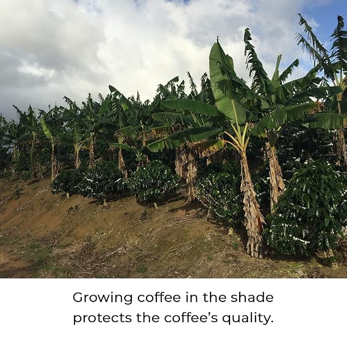 Julian Coffee - Whole Bean, Specialty Grade Single Origin Arabica Coffee From Puerto Rico. Low Acid. 12oz.