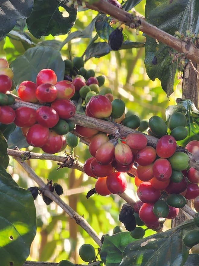 Tesoros Del Pais Green Unroasted Coffee Beans Ahuachapan, El Salvador Single Estate High Elevation (Wet Milled, 3 lb)