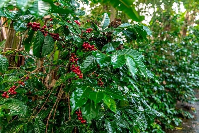 2-Pound Guatemala Washed Processing, Unroasted Green Coffee Beans, Fresh Current Crop Specialty Grade, Roast the Beans Yourself at Home on Your Roasting Equipment Prior to Using for Brewing Coffee