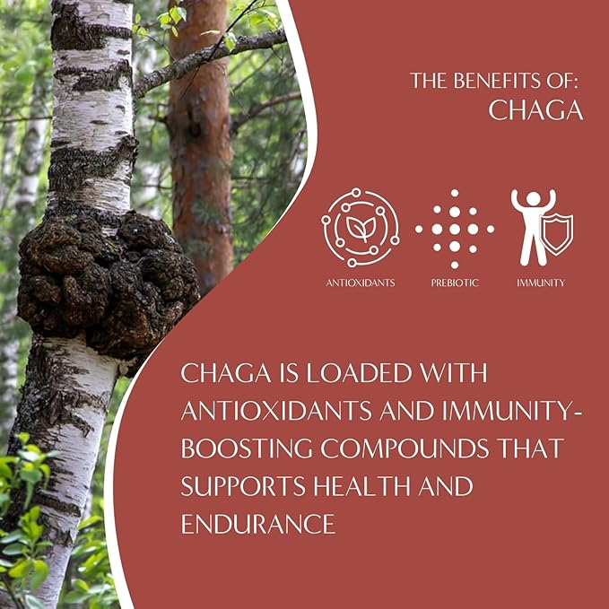 Teeccino Chaga Ashwagandha Coffee Alternative - Butterscotch Cream - Organic, Adaptogenic Herbal Mushroom Coffee, Medium Roast, Caffeine Free, Prebiotic, Acid Free, Gluten Free - 10 oz