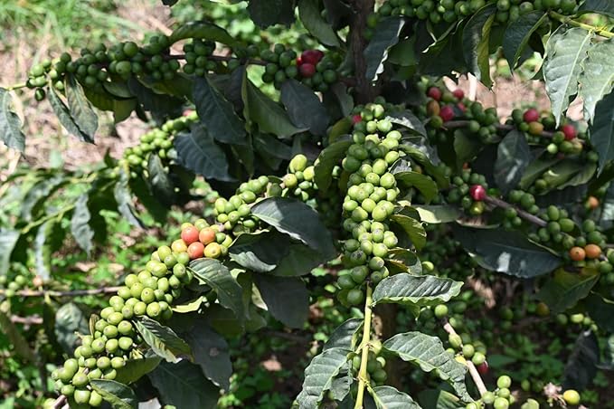 Kenyan AA Unroasted Green Arabica Coffee Beans - Premium AA Grade Quality - 100% Pure Arabica Coffee Beans With Optimal Flavor Freshness & Aroma - Handpicked, Washed & Sun Dried, 20 LB