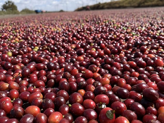 Brazil Unroasted Specialty Green Coffee Beans - Single Origin 100% Arabica - Bulk Wholesale Pricing (33 Pound Bag /15kg)
