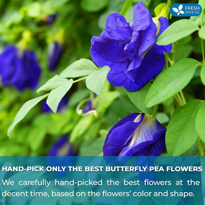 FreshDrinkUS, Premium 55 Tea Bags Blue Butterfly Pea Flowers, 100% Natural and Pure from Butterfly Pea Flowers, Made With Natural Material Tea Bag, No Sugar, No Caffeine, No Gluten, Vegan