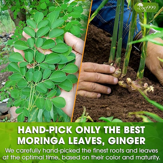 TOG999, Permium Moringa Ginger Herbal Tea – 60 Tea Bags – Caffeine-Free, Smooth & Warming Blend – Pure Ingredients, Sustainably Sourced. No Sugar. No Gluten. Vegan.
