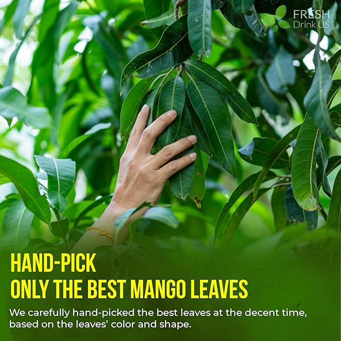 FreshDrinkUS, Premium 60 Mango Leaf Tea Bags, 100% Natural & Pure from Mango Leaves. Loose Leaf Herbal Tea. No Sugar, No Caffeine, No Gluten, Vegan.