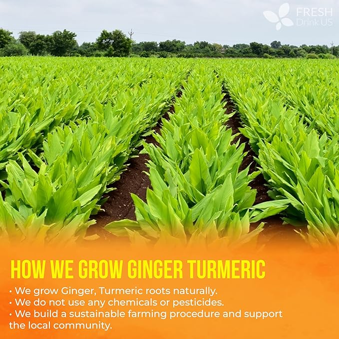 FreshDrinkUS, Premium 45 Ginger Turmeric Tea Bags, 100% Natural Ingredients, Hand-made Blend of Ginger and Turmeric Herbal Tea, Eco-conscious Tea Bags. No Sugar, No Caffeine, No Gluten, Vegan.