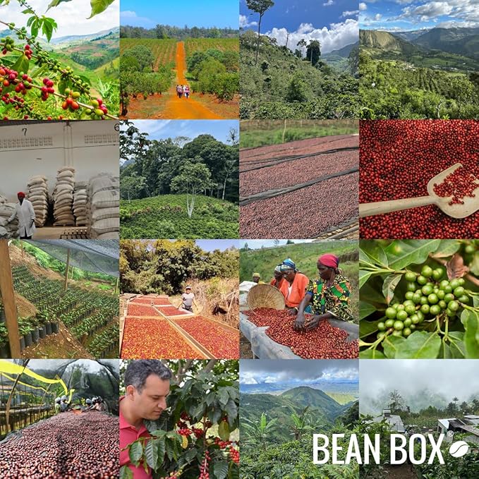 Benchmark - Roasted by Joe Coffee Company - Whole Bean Coffee - 6 Ounce Bag