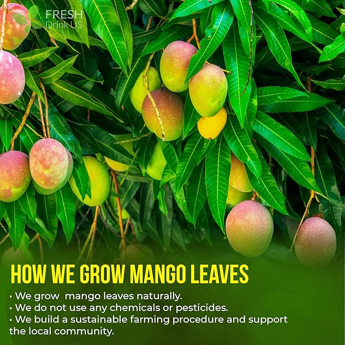 FreshDrinkUS, Premium 100 Mango Leaf Tea Bags, Hojas de Mango secas, 100% Natural & Pure, Loose Leaf Herbal Tea. Non GMO, No Sugar, No Caffeine, No Gluten, Vegan
