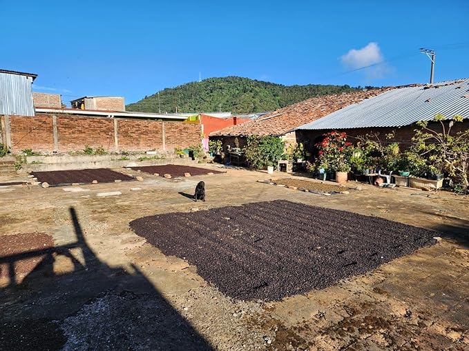 Tesoros Del Pais Green Unroasted Coffee Beans Ahuachapan, El Salvador Single Estate High Elevation (Honey washed, 5 lb)