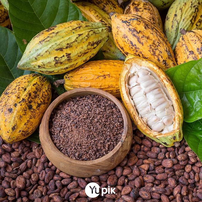 Yupik Organic Raw Cacao Beans, 2.2 lb (35.2 oz), Vegan, GMO-Free, Kosher, Gluten-Free, Dried Beans, Fermented, Unroasted, No Sugar Added, Source of Fiber & Iron, Ideal for Baking & Chocolate Making