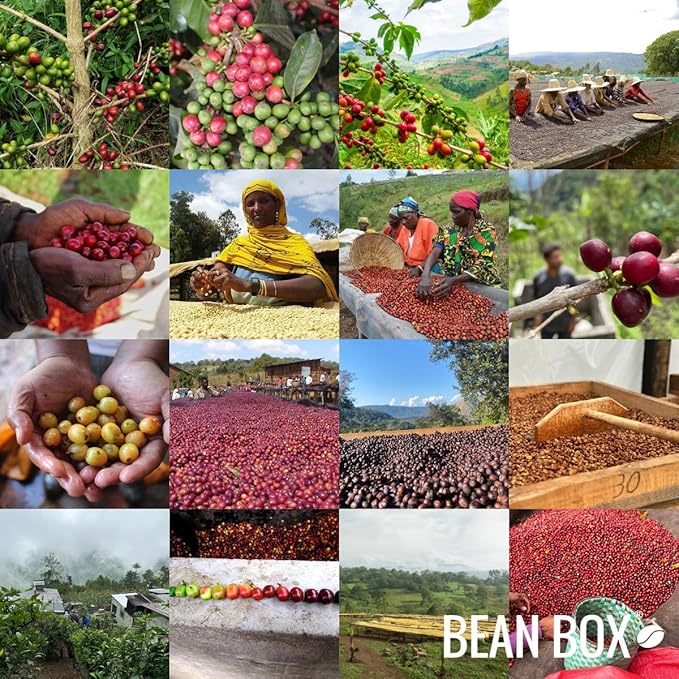 Costa Rica Don Joel Villa Sarchi - Roasted by Ruby Coffee Roasters - Whole Bean Coffee - 8 Ounce Bag