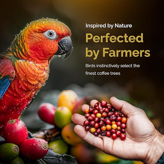 Birdee Robusta Coffee Beans - 16 oz, Medium Roast, Intense Bold Flavor, Hand Picked, Whole Bean for Fresh Grind, Vietnam Origin, Ideal for Espresso & Phin Filter, Meets Fine Robusta Standard