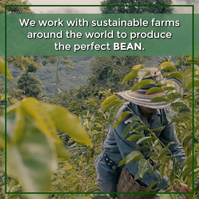 The Bean Organic Coffee Company Water Processed DECAF IL Chicco (Traditional Italian Roast), Dark Roast, Ground Coffee, 16-Ounce Bags (Pack of 2), Café Molido Tostado Orgánico descafeinado