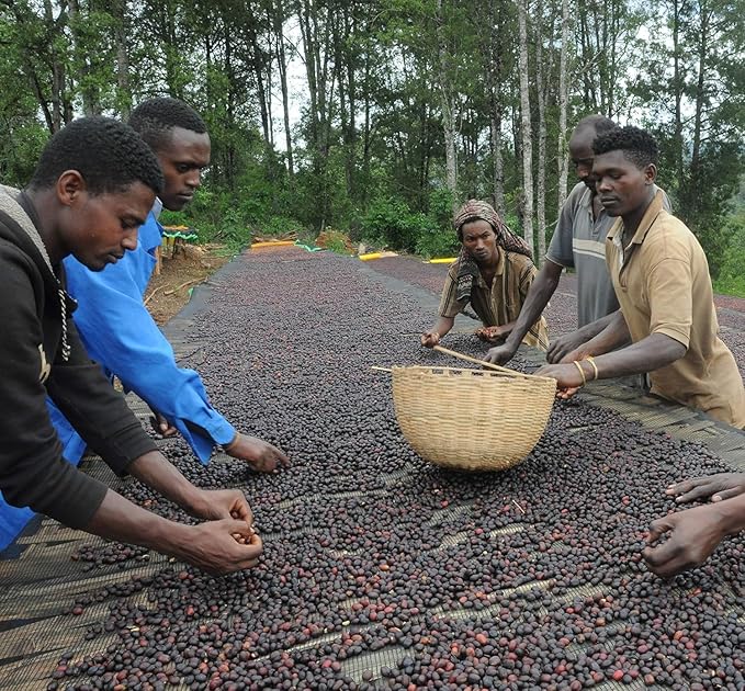 Ethiopian Sidamo Washed Green Coffee Beans – Unroasted Specialty Grade | Single Origin Heirloom Arabica | Bright, Clean Citrus & Floral Cup | High-Altitude Grown – 2lb / 32 Ounces