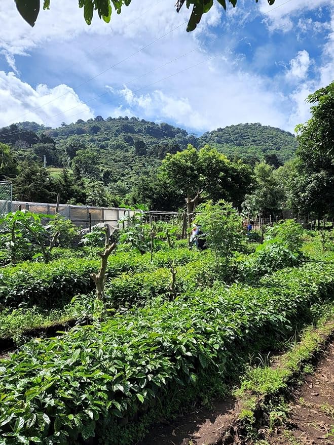 Tesoros Del Pais Green Unroasted Coffee Beans Ahuachapan, El Salvador Single Estate High Elevation (Wet Milled, 3 lb)
