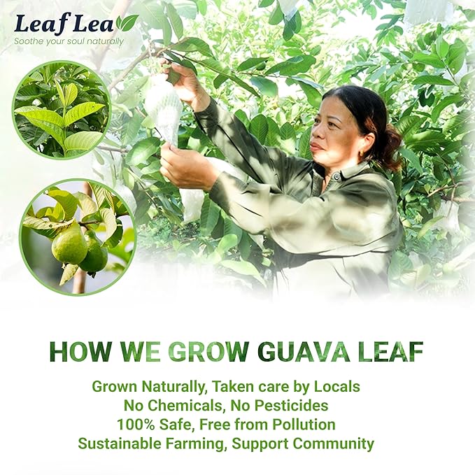 LeafLea Guava Leaf Tea, 80 Fresh-Sealed Tea Bags, Herbal Tea Made from Natural Guava Leaves (Hojas de Guayaba), Digestive Support & Immune Balance, Caffeine-Free, Sugar-Free, Pack of 2