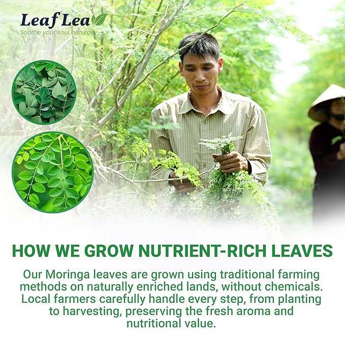 LeafLea 80 Moringa Tea Bags, Made from Natural Moringa Leaves, Caffeine-Free Herbal Tea, Sugar-Free, Individually Wrapped for Fresh Flavor (Pack of 2)