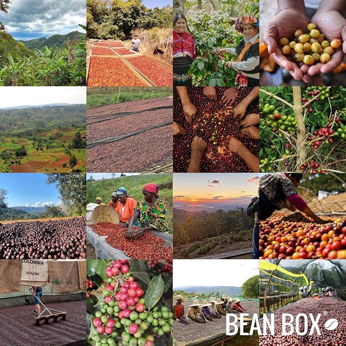 Honduras COMSA Marcala - Roasted by Red Rooster Coffee - Whole Bean Coffee - 5 Pound Bag