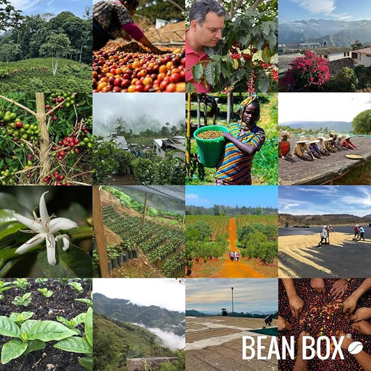 Bean Box Coffee Sampler - Explore Brazil, 2-Pack, Freshly Ground, Gourmet Coffee