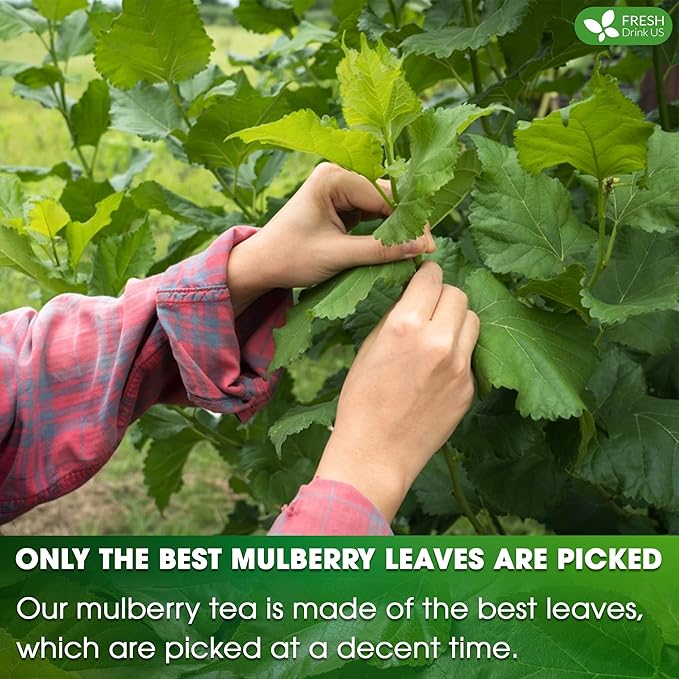 FreshDrinkUS, Premium 75 Mulberry Leaf Tea Bags, 100% Natural & Pure from Mulberry Leaves. Loose Leaf Herbal Tea. Made with Natural Material Tea Bags. No Sugar, No Caffeine, No Gluten, Vegan.