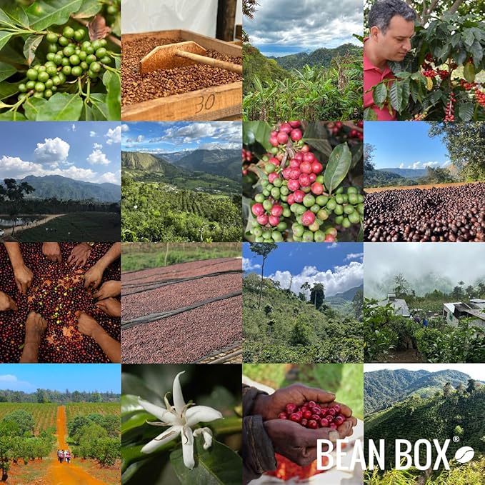 Colombia Jhoan Vergara - Roasted by Perc Coffee - Freshly Ground Coffee - 2 Pound Bag