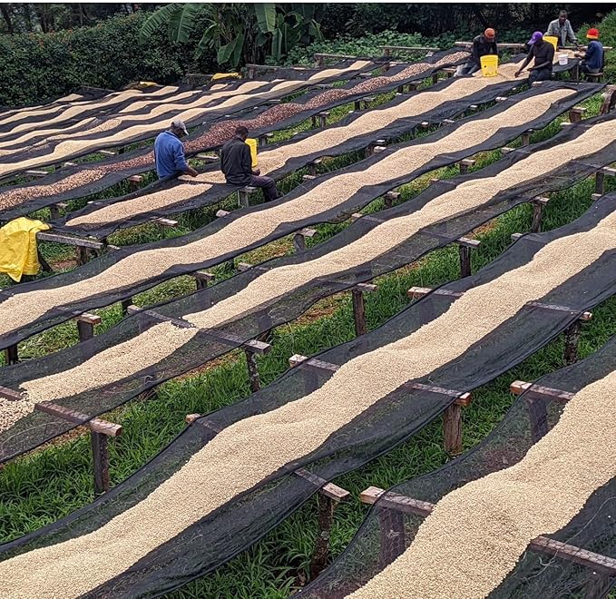 Decaf Ethiopia Unroasted Specialty Green Coffee Beans - Single Origin 100% Arabica - Bulk Wholesale Pricing (33 Pound Bag /15kg)