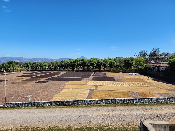 Tesoros Del Pais Green Unroasted Coffee Beans Ahuachapan, El Salvador Single Estate High Elevation (Honey washed, 3 lb)