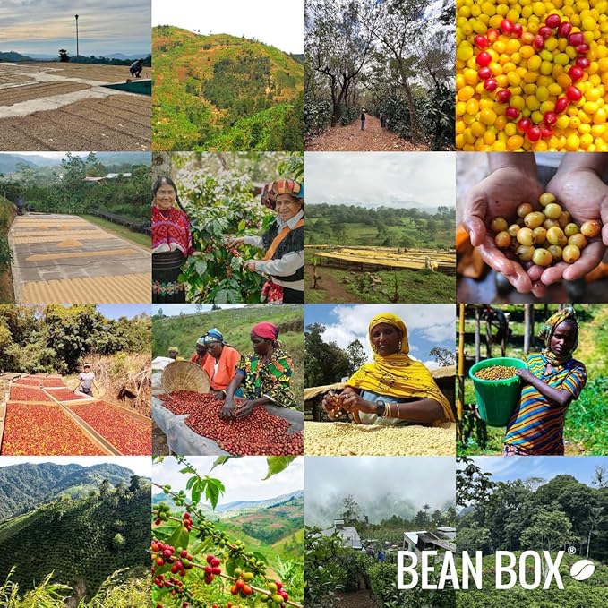 Ethiopia Anasora Natural Light Roast | Freshly Ground Coffee by Huckleberry Roasters | 2 lb