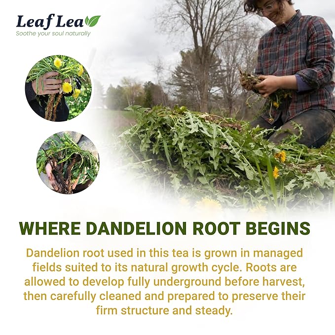 LeafLea 40 Dandelion Root Tea Bags, Dandelion Tea Supports Wellness and a Balanced Lifestyle, Natural Dried Dandelion Root, Vegan, No Sugar, Caffeine-Free