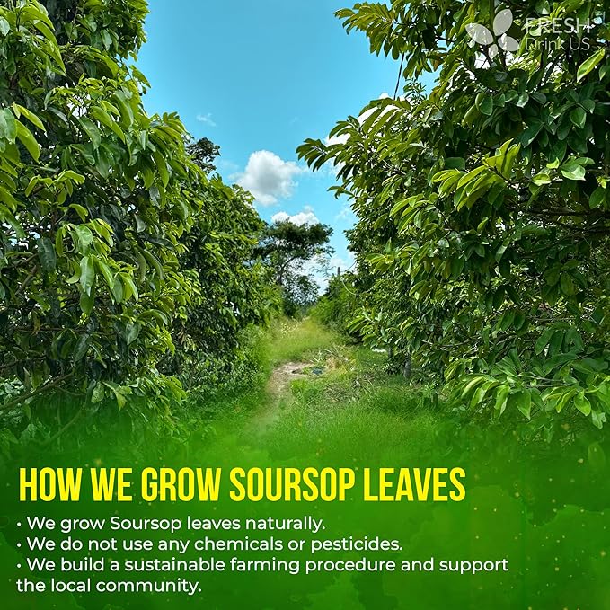 FreshDrinkUS, Premium 30+ Soursop Graviola Dried Leaves, Natural Whole Soursop Leaves, Wildcrafted, Hoja Guanabana, Loose Leaf Herbal Tea, No Gluten, Vegan